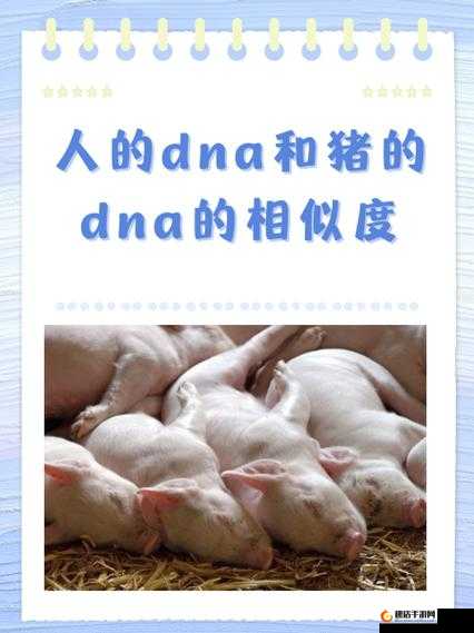 999 猪与人类 DNA 研究的重大意义探讨